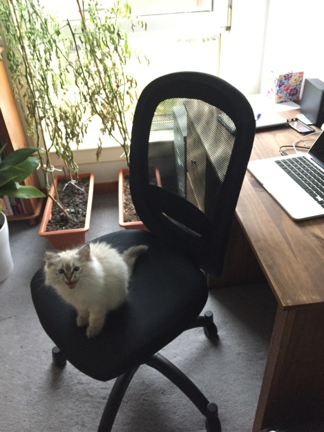I spend a lot of time working from home in my current post; it holds some benefits, like more time with the animals. However, in an office with only one chair, competition for seats can get fierce!